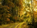 Beech trees forest at autumn / fall daylight Royalty Free Stock Photo