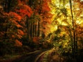 Beech trees forest at autumn / fall daylight Royalty Free Stock Photo