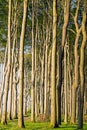 Beech trees in a forest