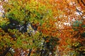 Beech trees fall foliage different shades of natural colors