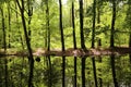 Beech trees reflection Royalty Free Stock Photo