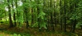 Beech trees forest at spring daylight Royalty Free Stock Photo