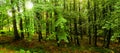 Beech trees forest at spring daylight Royalty Free Stock Photo