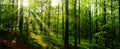 Beech trees forest at spring daylight