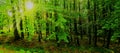 Beech trees forest at spring daylight Royalty Free Stock Photo