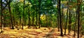 Beech trees forest/woodland with gravel road at autumn afternoon daylight Royalty Free Stock Photo