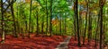 Beech trees forest/woodland with gravel road at autumn afternoon daylight Royalty Free Stock Photo