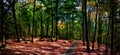 Beech trees forest/woodland with gravel road at autumn afternoon daylight Royalty Free Stock Photo