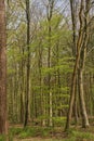 spring beech forest in the flemish countryside