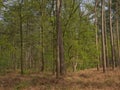 spring beech forest in the flemish countryside