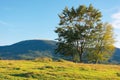 Beech trees on the hill at sunset Royalty Free Stock Photo