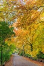 Beech trees with leaf in autumn color in natural forest along a paved road Royalty Free Stock Photo