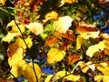 Beech trees leaves in autumn Royalty Free Stock Photo