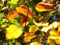 Beech trees leaves in autumn Royalty Free Stock Photo