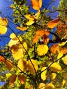 Beech trees leaves in autumn Royalty Free Stock Photo