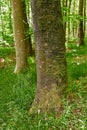 Beech trees with moss and algae growing in a park or garden outdoors. Natural landscape with wooden texture of old bark