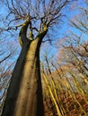 Beech trees reach the heaven Royalty Free Stock Photo