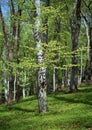 Beech trees in the spring