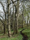 Beech trees in spring woodland with grass covered forest floor and a winding dirt path running into the distance Royalty Free Stock Photo