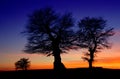Beech trees at sunset Royalty Free Stock Photo
