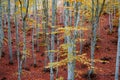 Beech trees