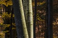 Beech trees trunks in autumn