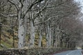 Beech Trees in Winter