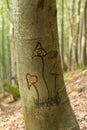 Beech Trunk with Hand-Painted Mushrooms Royalty Free Stock Photo