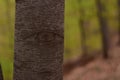 Beech trunk in spring season. eye shapes on the bark of the tree Royalty Free Stock Photo