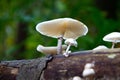 Beech Tuft, Poached Egg fungus or simply Porcelain Mushroom Royalty Free Stock Photo