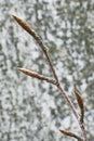 Beech twig Royalty Free Stock Photo