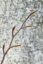 Beech twig Royalty Free Stock Photo