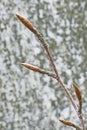 Beech twig Royalty Free Stock Photo