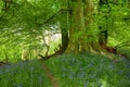 Beech wood with bluebells Royalty Free Stock Photo