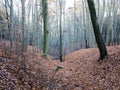 Beech wood Royalty Free Stock Photo