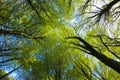 Beech Woodland canopy in springtime