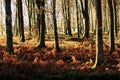 Beech woodland in the Forest of Dean at autumn