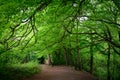 Beech Woodland Scene