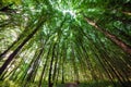 Beechen tall green trees in spring forest Royalty Free Stock Photo