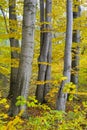 Beechen trees Fagus sylvatica L. in the fall Royalty Free Stock Photo