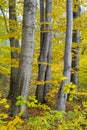 Beechen trees Fagus sylvatica L. in the fall Royalty Free Stock Photo