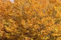 Beeches in autumn, the branches and the leaves