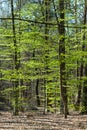 Beeches with fresh leaves in spring Royalty Free Stock Photo