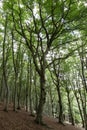 Beeches and green foliage Royalty Free Stock Photo