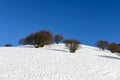 Beeches on Mount San Primo (North Italy)