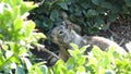 Beechey ground squirrel, common in California, Pacific coast, USA. Funny behavior of cute gray wild rodent. Small amusing animal