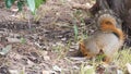 Beechey ground squirrel, common in California, Pacific coast, USA. Funny behavior of cute gray wild rodent. Small amusing animal