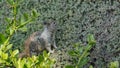 Beechey ground squirrel, common in California, Pacific coast, USA. Funny behavior of cute gray wild rodent. Small amusing animal