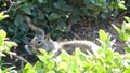 Beechey ground squirrel, common in California, Pacific coast, USA. Funny behavior of cute gray wild rodent. Small amusing animal