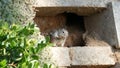 Beechey ground squirrel, common in California, Pacific coast, USA. Funny behavior of cute gray wild rodent. Small amusing animal